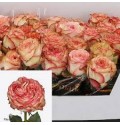 ΤΡΙΑΝΤΑΦΥΛΛΑ ΜΙΡΑΚΟΛΟΥΣ 50εκ. ROSEN MIRACULOUS 50cm